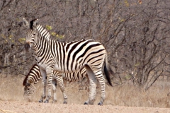 zebra#(20141104)a