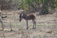 zebra#(20141105)