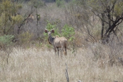 antilope#(20141106)