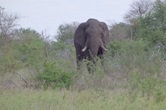 olifant#(20141106)b
