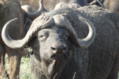 buffel#(20141106)a