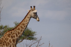 giraffe#(20141106)a