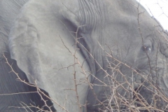 olifant#(20141106)c