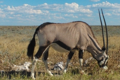 antilope#(20121205)
