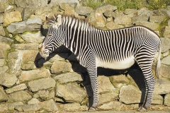 zebra#(20191120)b