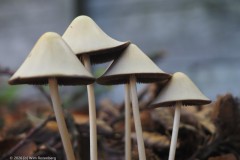langsteelfranjehoed#(20261015)c zwammen