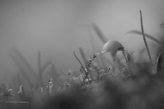 paddenstoel#(20191008)b zw
