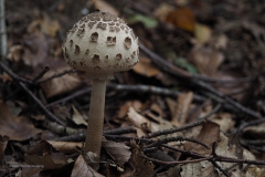 paddenstoel#(20201018)d
