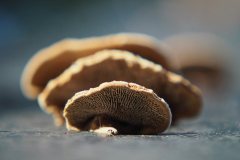 paddenstoel#(20191026)c