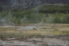 d09-strokkur geysir#(20220830) ijsland