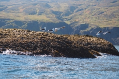 d14-meeuwen#(20220904)b ijsland