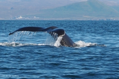 d14-walvis#(20220904)a ijsland