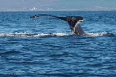 d14-walvis#(20220904)b ijsland