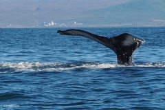 d14-walvis#(20220904)c ijsland