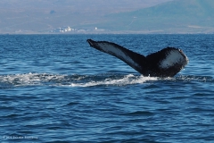 d14-walvis#(20220904)d ijsland