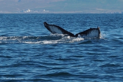 d14-walvis#(20220904)e ijsland