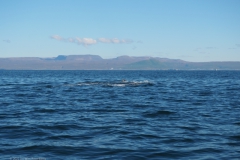 d14-walvis#(20220904)f ijsland