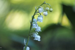 lelietjevandalen#(20180506)c lvd