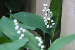 lelietjevandalen#(20180501)a lvd