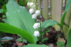 lelietjevandalen#(20130517) lvd