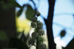 lelietjevandalen#(20260424)c