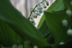 lelietjevandalen#(20260424)b