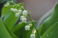 lelietjevandalen#(20260424)d