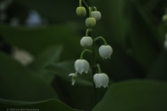 lelietjevandalen#(20260424)e