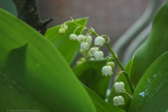 lelietjevandalen#(20260424)f
