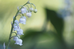 lelietjevandalen#(20180506)b lvd