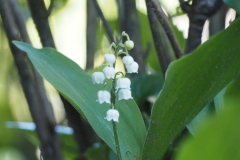 lelietjevandalen#(20180506)a lvd