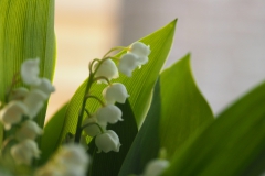 lelietjevandalen#(20180511)a lvd