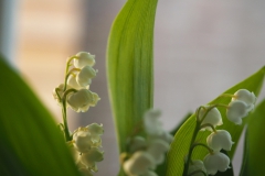 lelietjevandalen#(20180511)b lvd