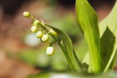 lelietjevandalen#(20200415) lvd