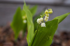 lelietjevandalen#(20200419)b lvd