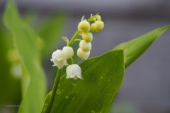 lelietjevandalen#(20200419)a lvd