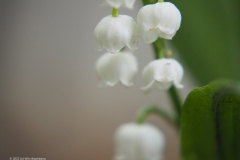 lelietjevandalen#(20220424)a lvd