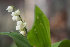 lelietjevandalen#(20200430)c lvd