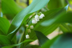 lelietjevandalen#(20200430)a lvd