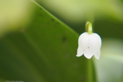 lelietjevandalen#(20230502)b lvd