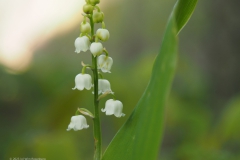 lelietjevandalen#(20230505)h lvd