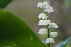 lelietjevandalen#(20230510)a lvd