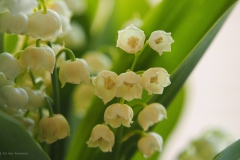 lelietjevandalen#(20180511)c lvd