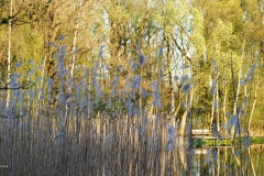 kreelse plas#(20180419) landschappen