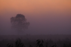 sunrise ginkelse heide#(20171015) landschappen