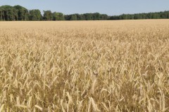 akker#(20250701) landschappen