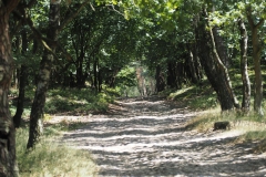 roekelse bos#(20180716) landschappen