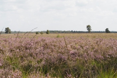 ginkelse heide#(20190821) landschappen