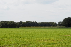 akker#(20190821) landschappen