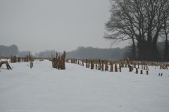 maisstobben#(20260112) landschappen